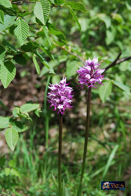 2 orchis simia.JPG